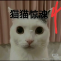 猫咪惊魂4动态狗头版 